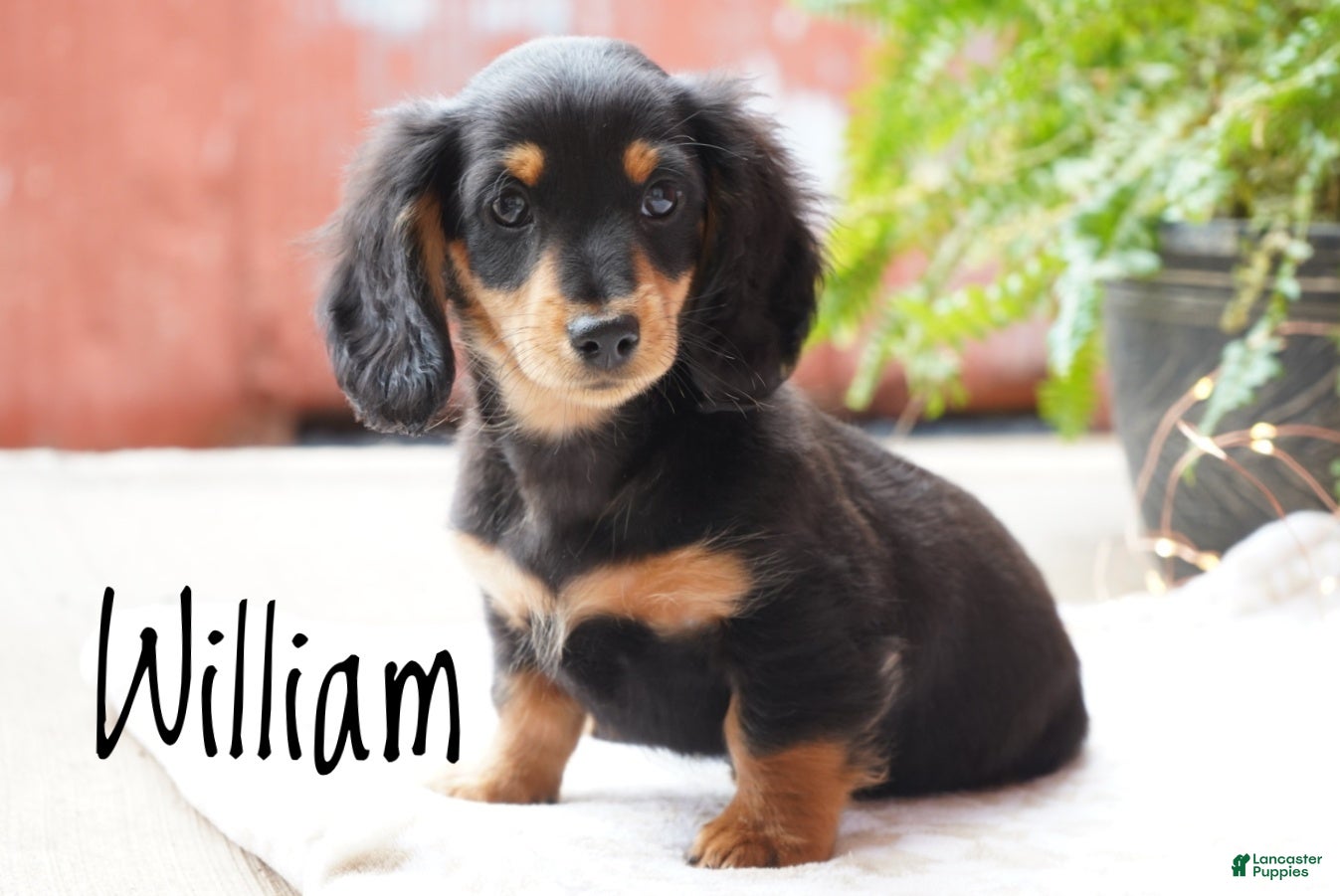Dachshund dogs William  - Ad 1