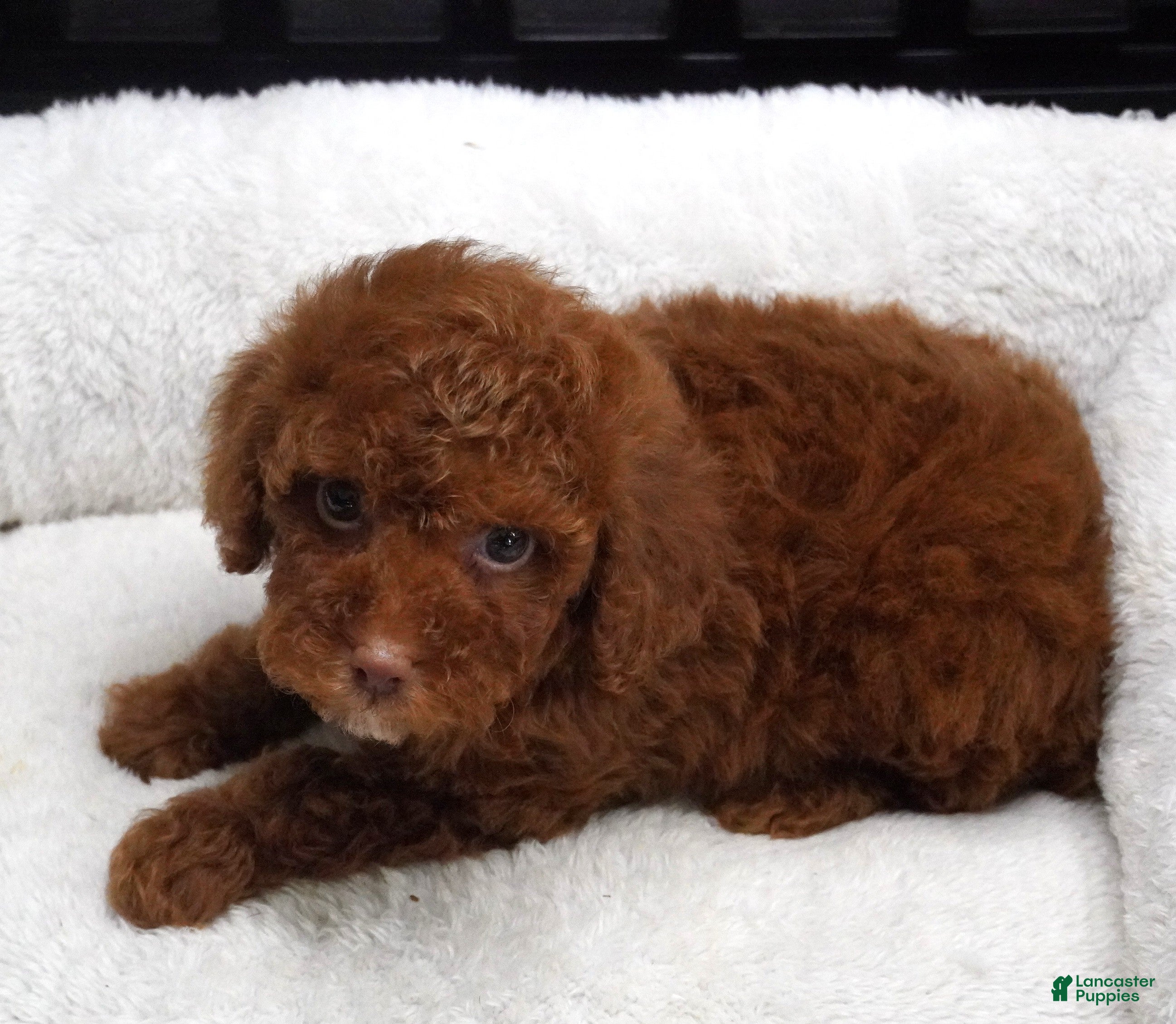 Toy Poodle dogs Dark Red Male  - Ad 1