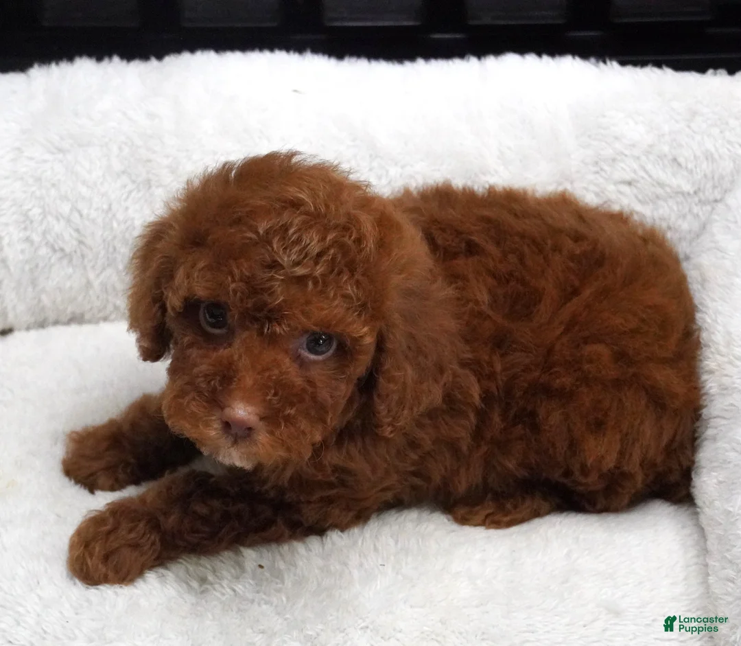 Toy Poodle dogs for sale: Dark Red Male  - Ad 1