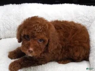 Toy Poodle dogs for sale: Dark Red Male - Ad 2