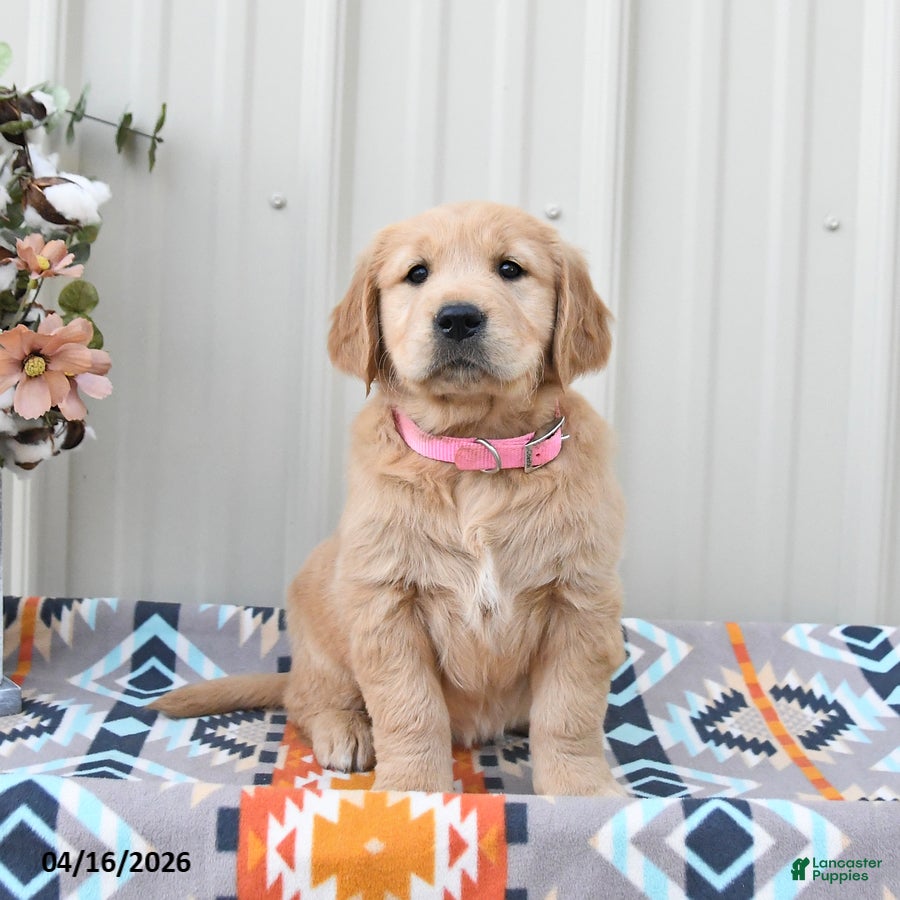 Golden Retriever dogs Goldie - Ad 2