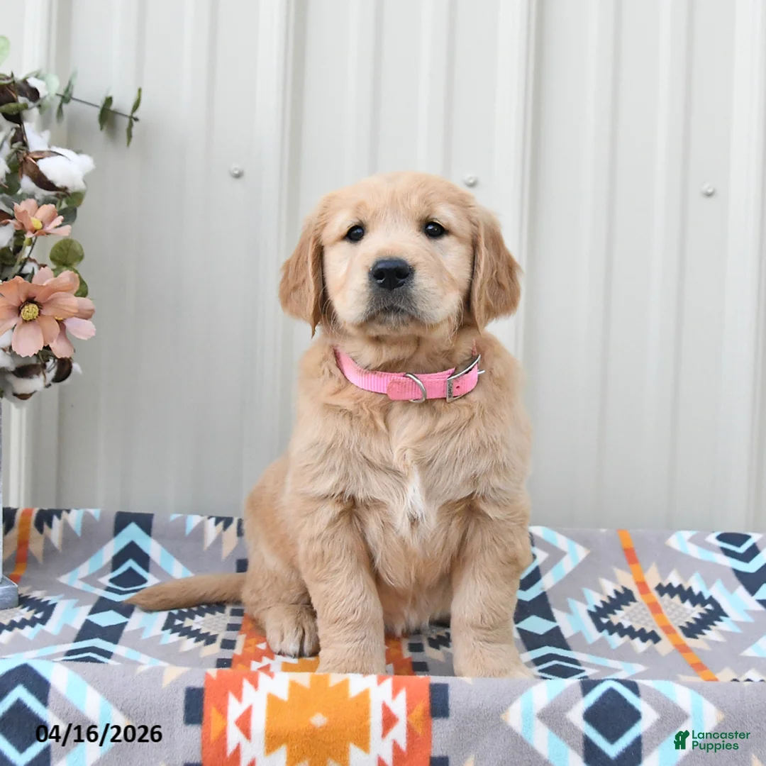 Golden Retriever dogs for sale: Goldie - Ad 2