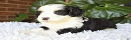 Mini Bernedoodle dogs for sale: Coco - Ad 3
