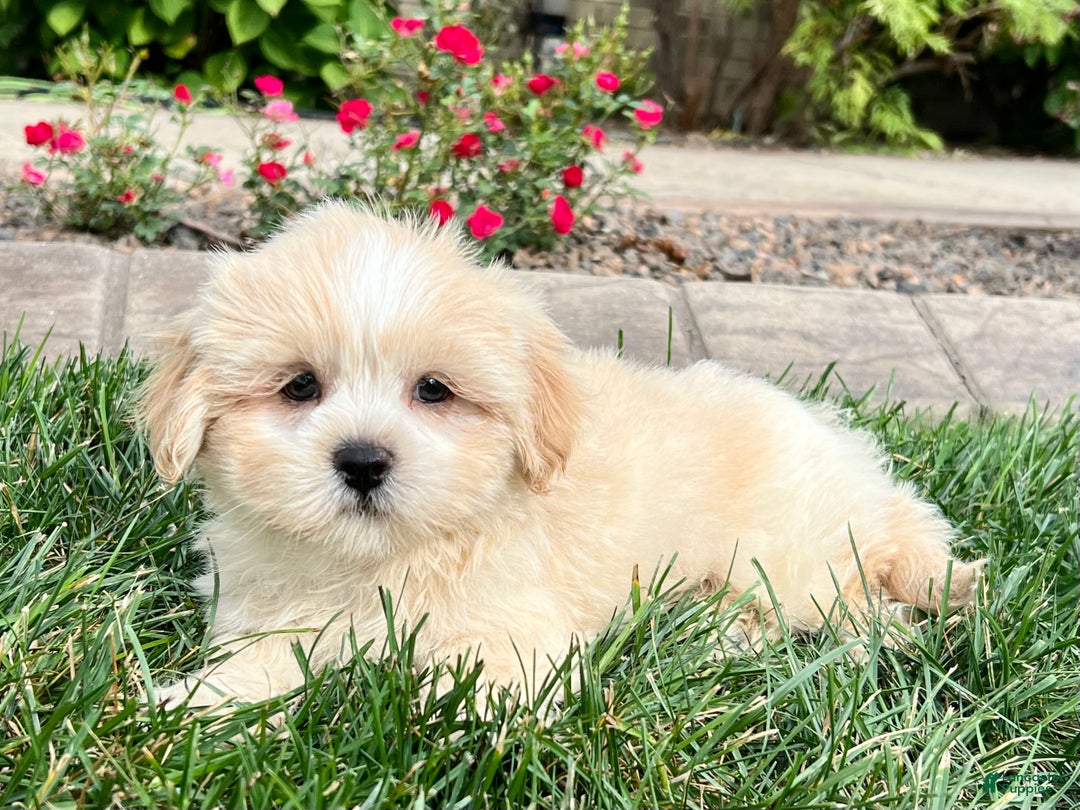 Gallery Image {{count}}