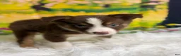 Australian Shepherd dogs for sale: Australian Shepherd Peter - Ad 7