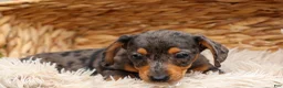 Miniature Dachshund dogs for sale: Holly 🌸 - Ad 8