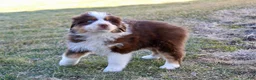 Australian Shepherd dogs for sale: Ivy - Ad 3