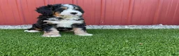Bernedoodle dogs for sale: Begonia - Ad 2
