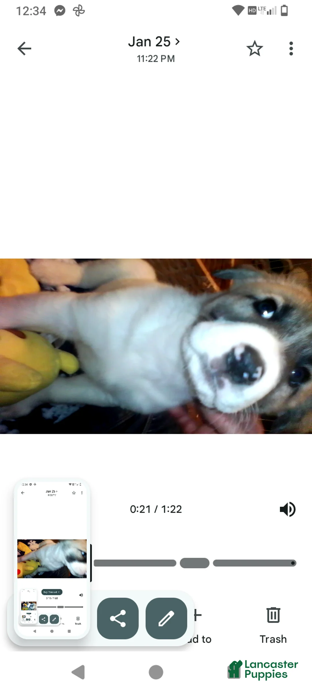 Mixed Breed dogs for sale: BABY JOJO  - Ad 37