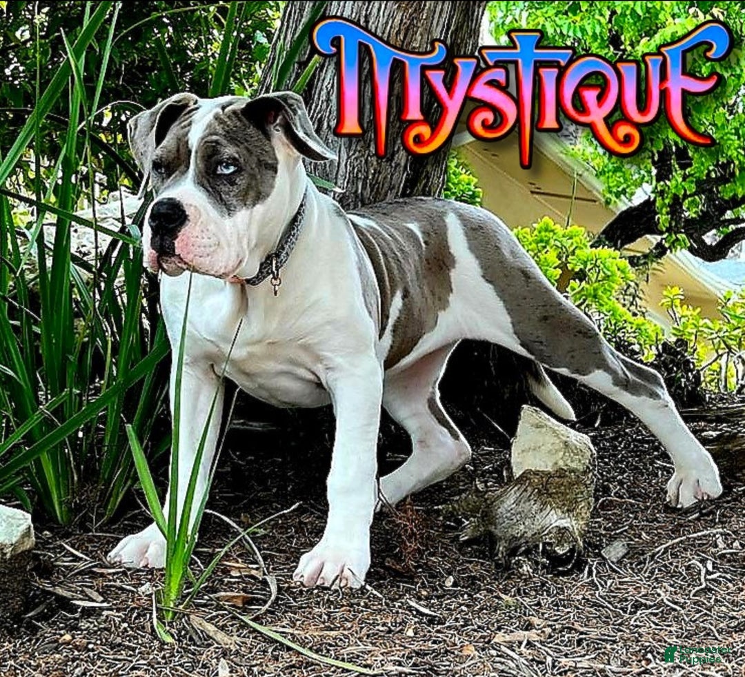 American Bully dogs for sale: "MEG THA STALLION" / LILAC MERLE GENE - Ad 9