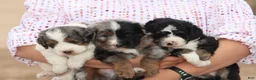 Bernedoodle dogs for sale: Banjo - Ad 5