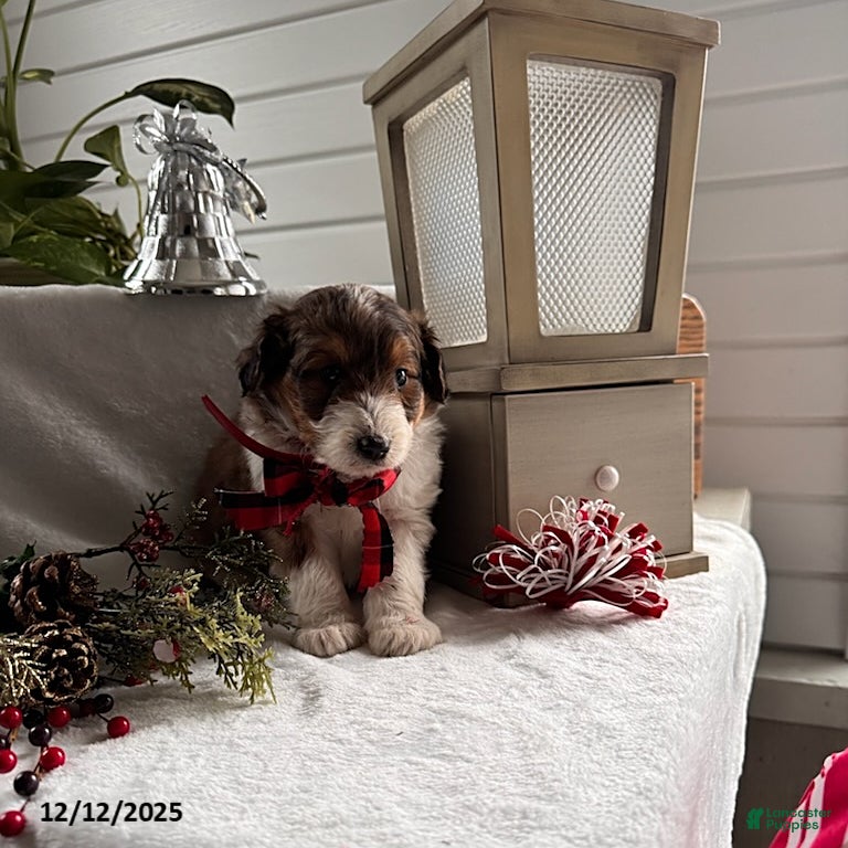 Sheltiedoodle dogs Cody - Ad 1