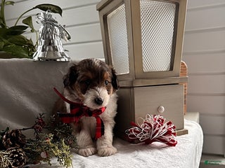 Sheltiedoodle dogs Cody - Ad 2