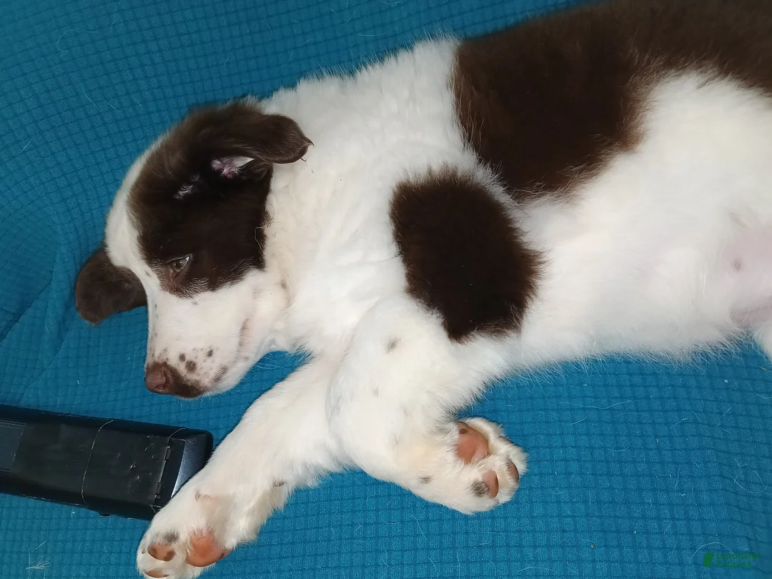 Australian Shepherd dogs for sale: Australian Shepherd Puppy 3 - Ad 1