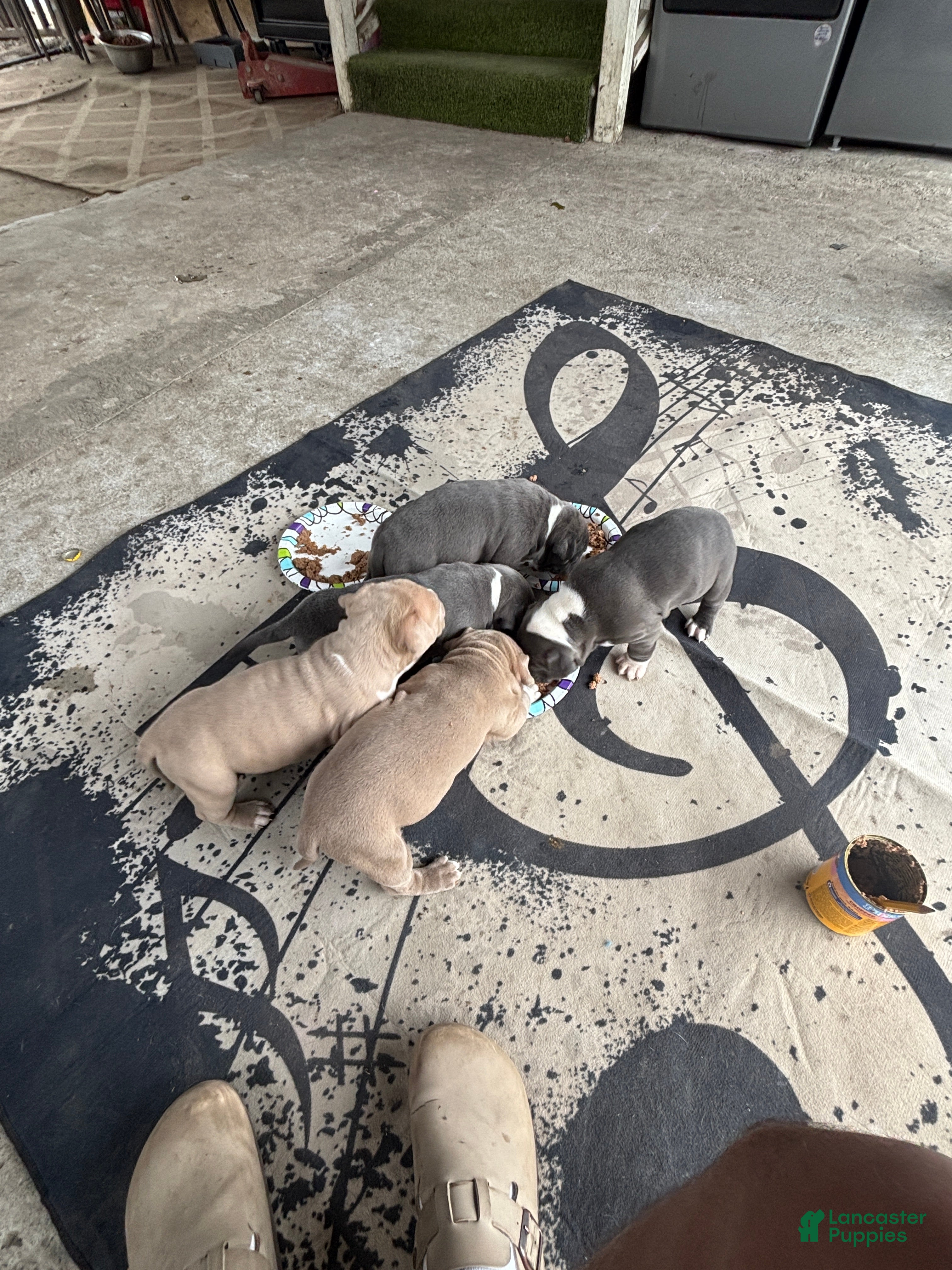 American Pit Bull Terrier dogs American Pit Bull Terrier Puppy 1 - Ad 19