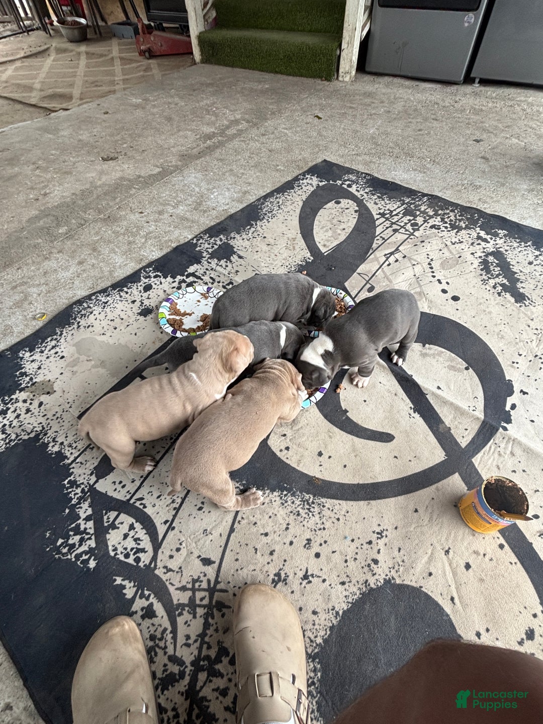 American Pit Bull Terrier dogs for sale: American Pit Bull Terrier Puppy 1 - Ad 1