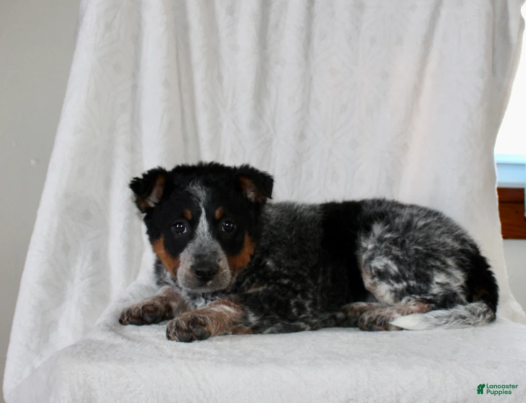 Australian Cattle Dog dogs for sale: Wendy - Ad 6