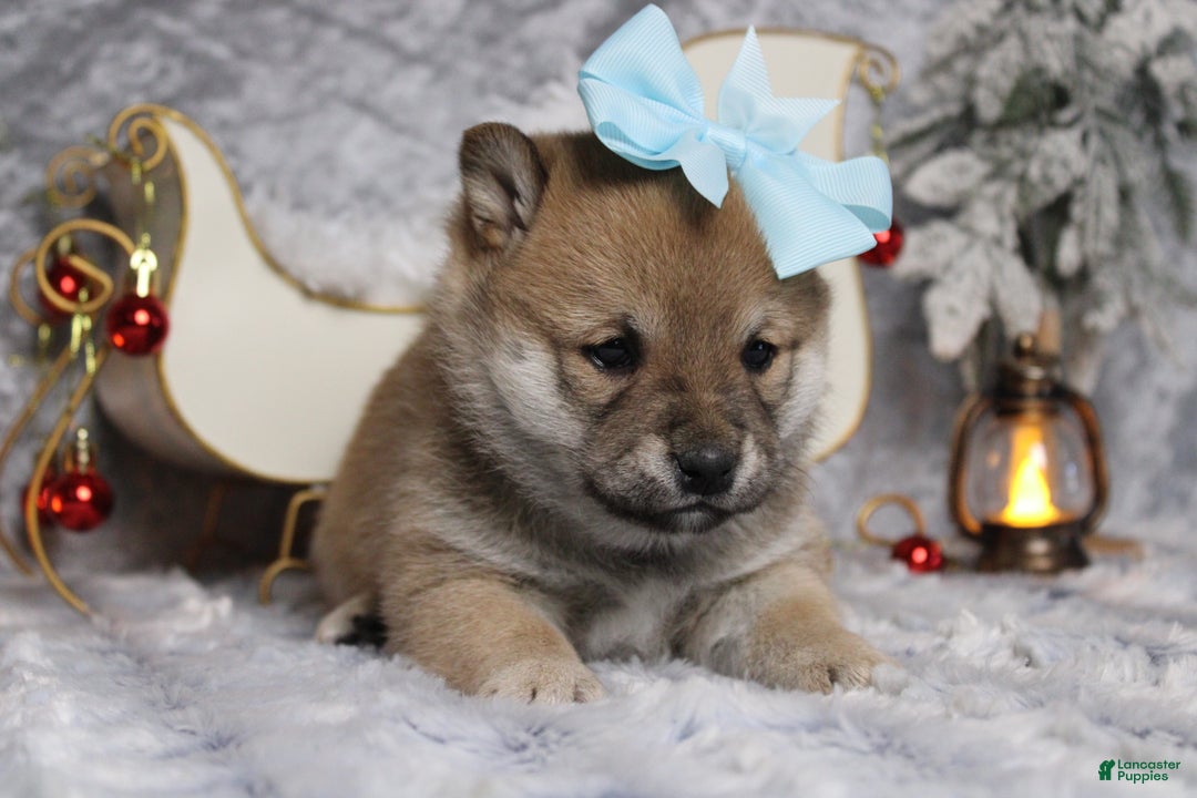 Shiba Inu dogs for sale: Coniac - Ad 4