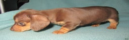 Dachshund dogs for sale: Dachshund Puppy 1 - Ad 2
