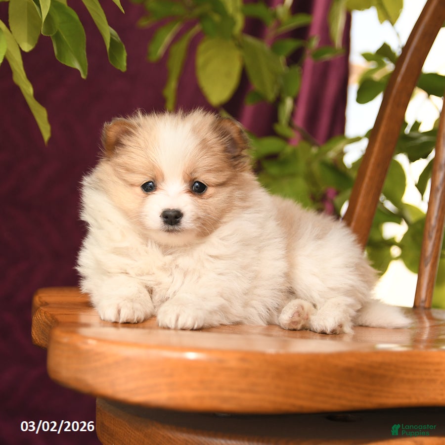 Pomeranian dogs Inspire - Ad 2