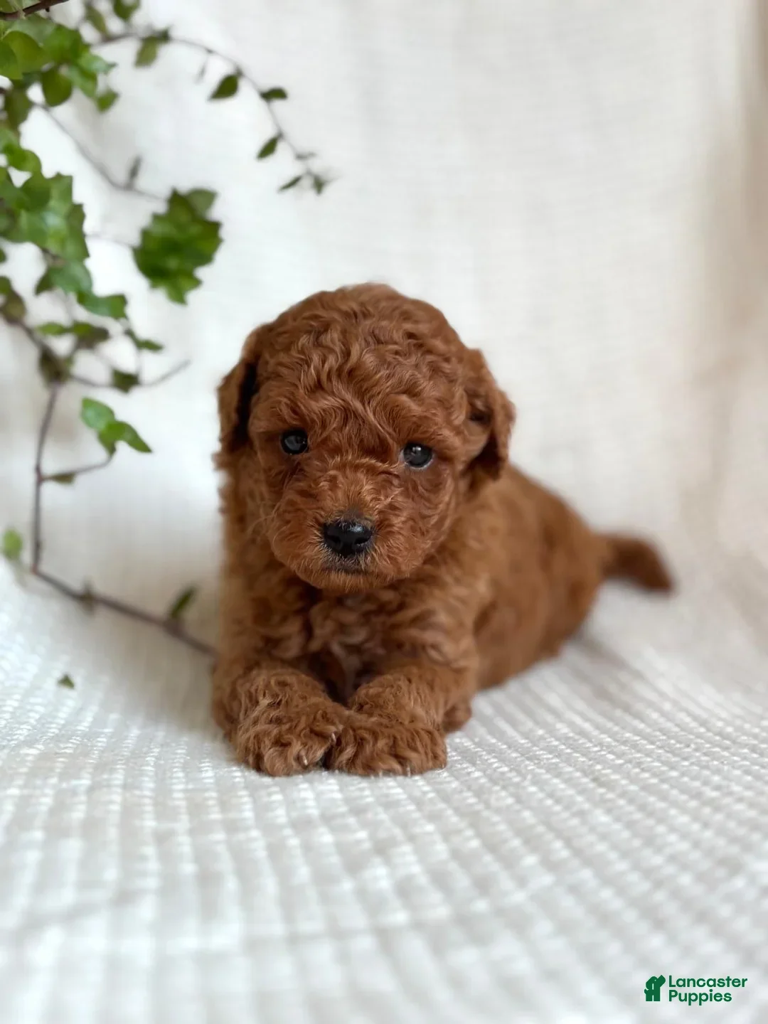 Mini Goldendoodle dogs Jasper - Ad 1