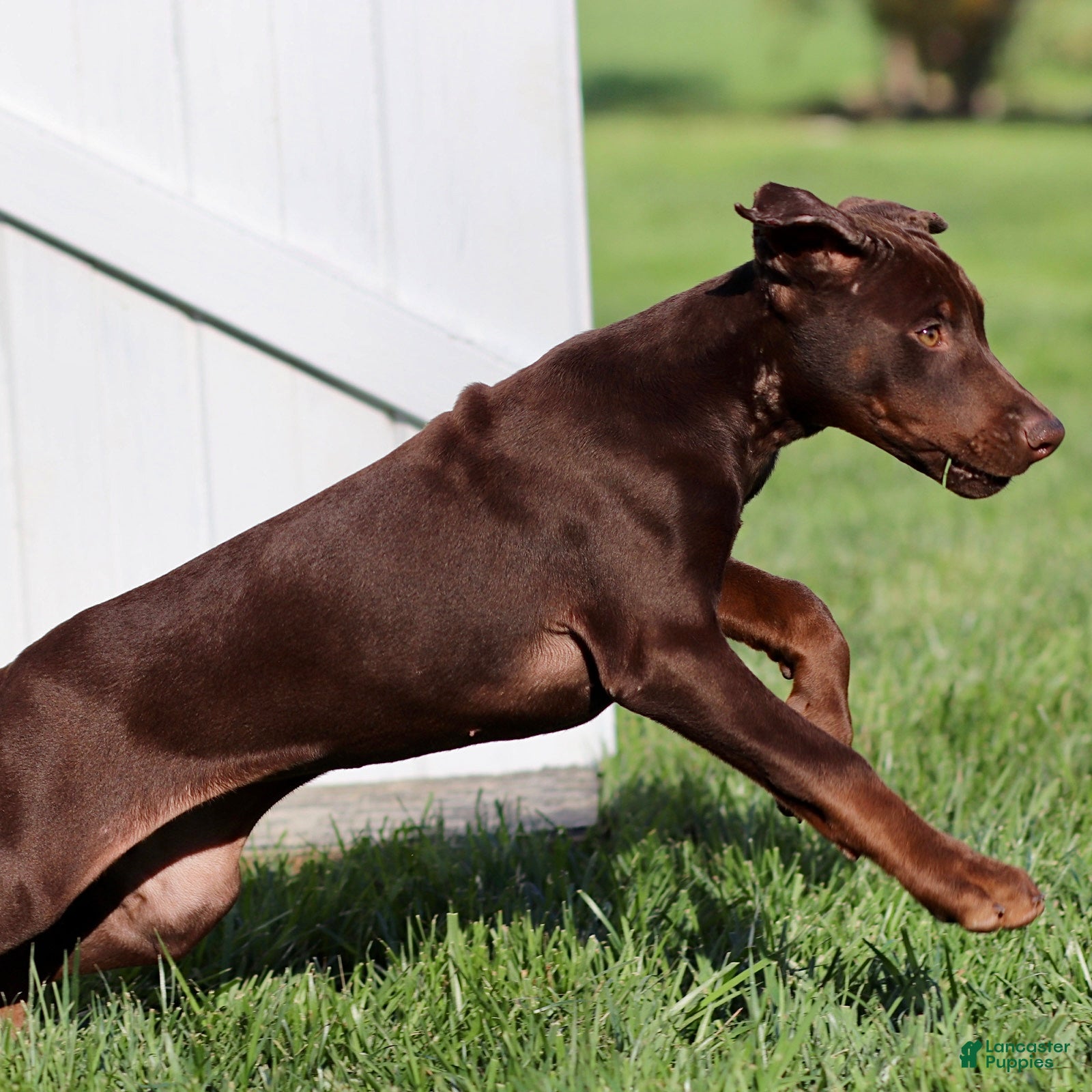 Doberman Pinscher dogs Christy - Ad 1