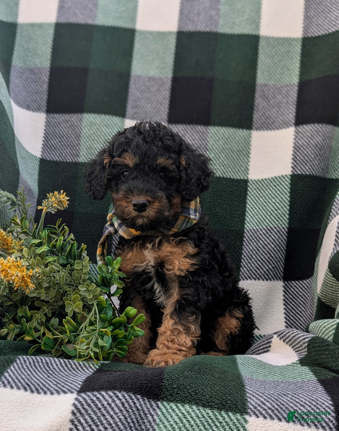 Cockapoo dogs for sale: Moore Hypoallergenic - Ad 24