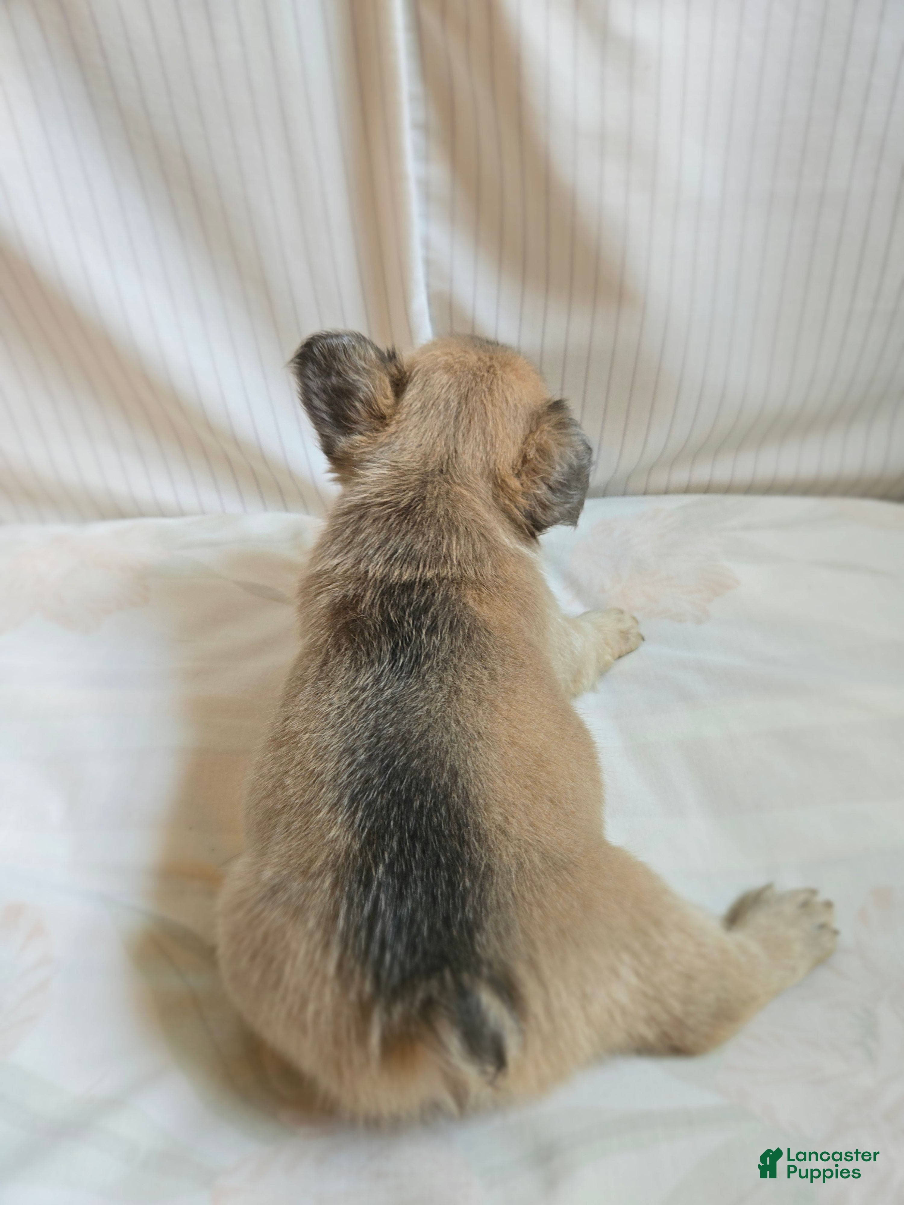 French Bulldog dogs for sale: Paris  - Ad 5