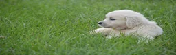 Golden Retriever dogs for sale: FULL AKC Miss Bella is READY NOW! - Ad 2