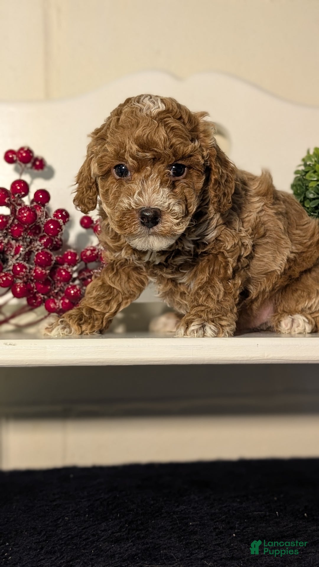 Miniature Poodle dogs for sale: Hudson - Ad 6