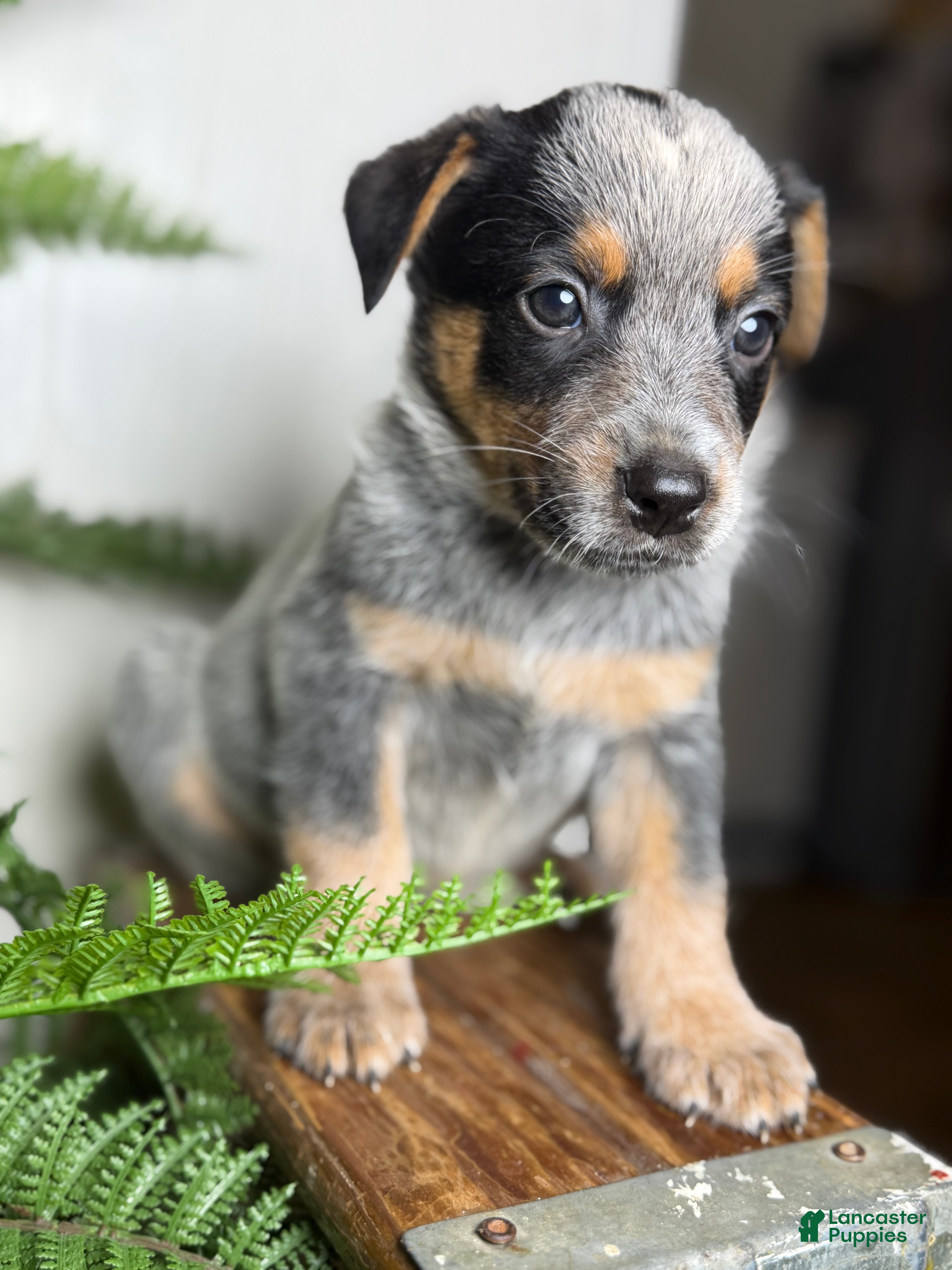 Australian Cattle Dog dogs Bodie - Ad 2