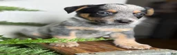 Australian Cattle Dog dogs for sale: Bodie - Ad 2