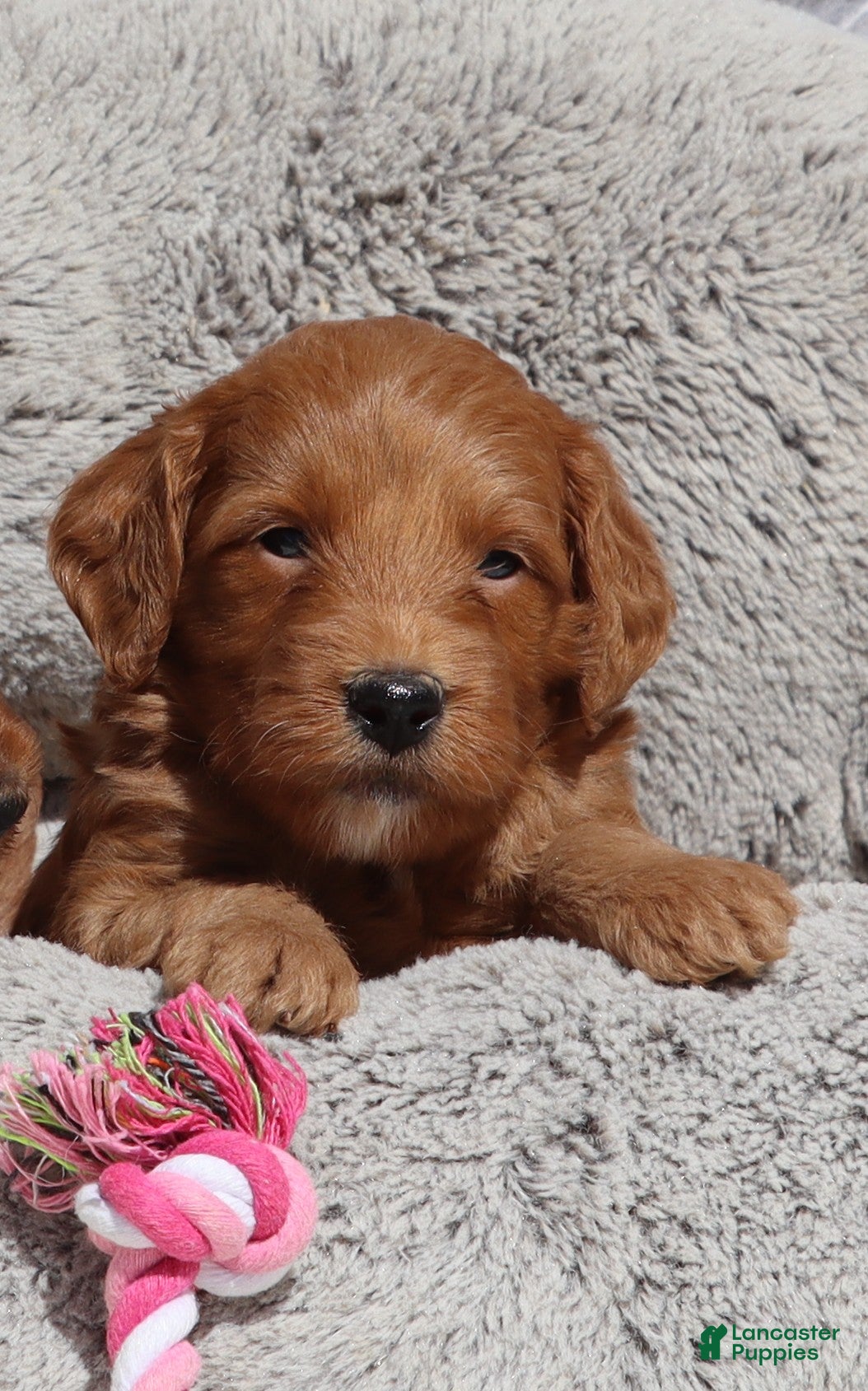 Mini Goldendoodle dogs Muffin 🌷GenClearParents - Ad 1