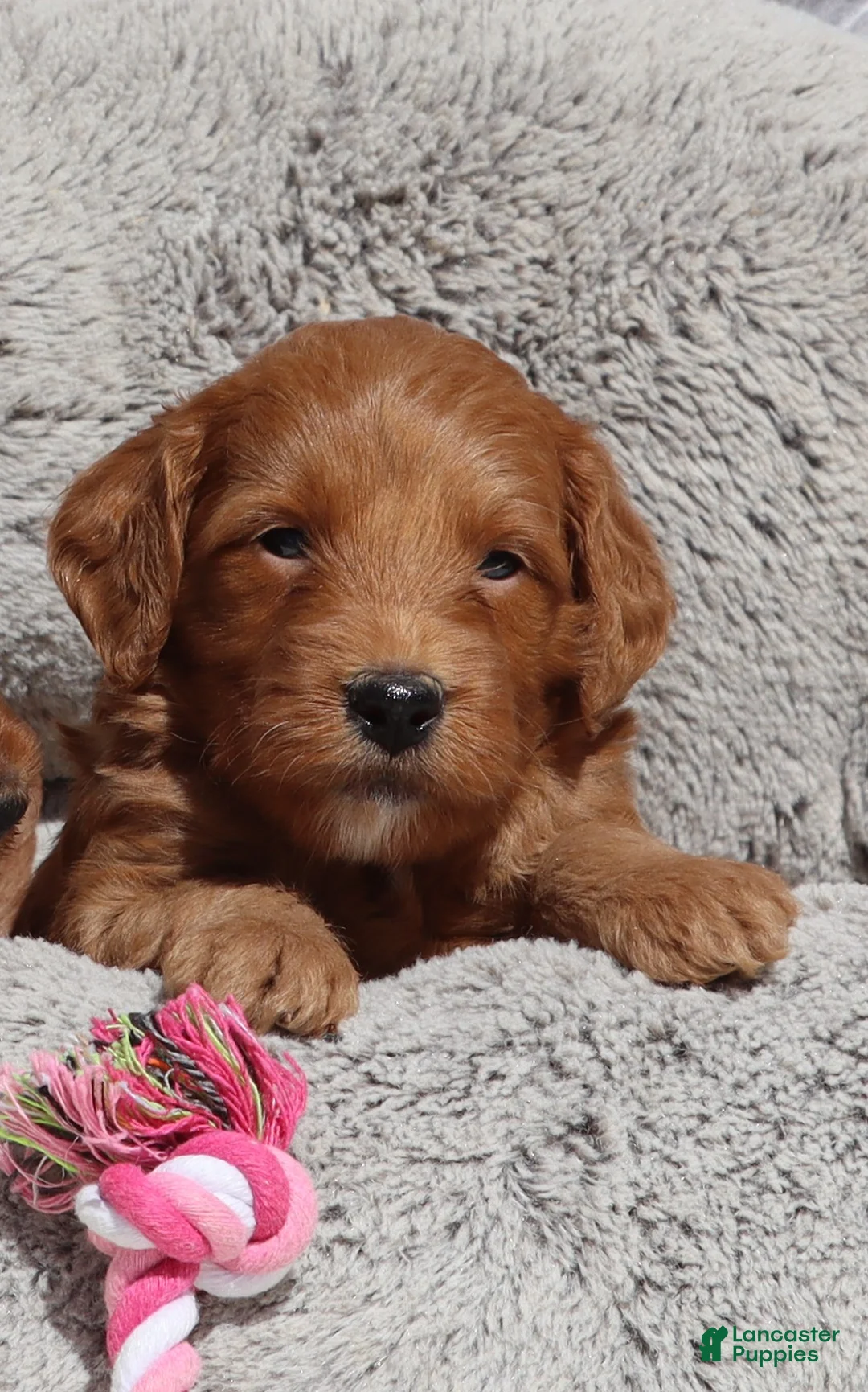 Mini Goldendoodle dogs for sale: Muffin 🌷GenClearParents - Ad 1