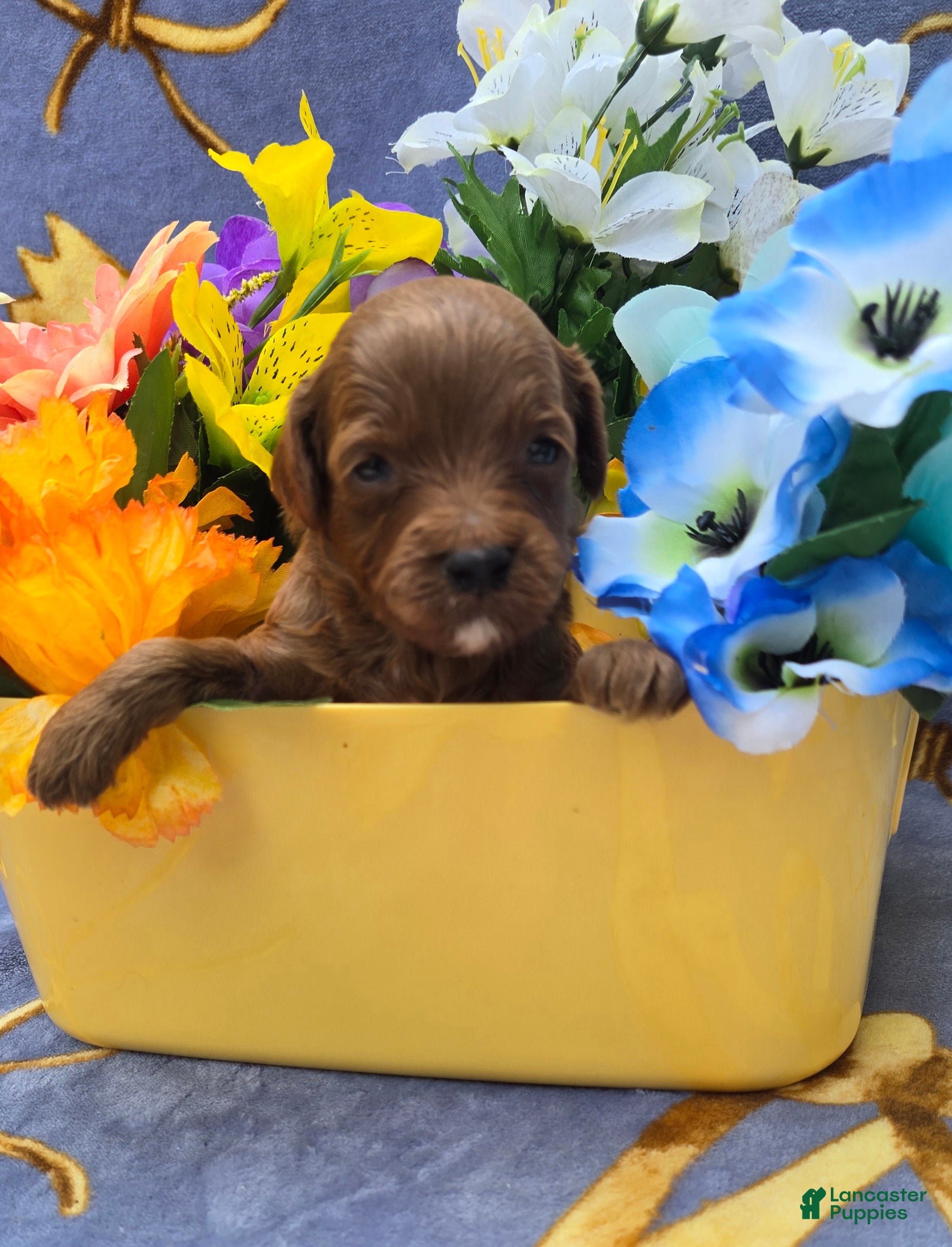 Cavapoo dogs Bali - Ad 18