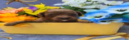 Cavapoo dogs for sale: Bali - Ad 1
