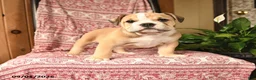 English Bulldog dogs for sale: Big Ben - Ad 1