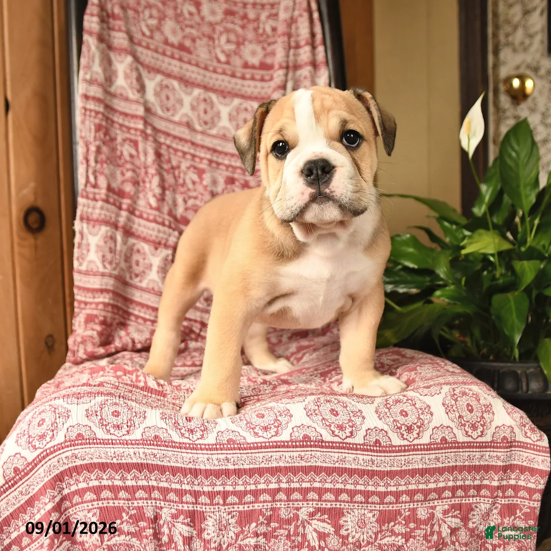 English Bulldog dogs for sale: Big Ben - Ad 1