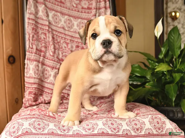 English Bulldog dogs for sale: Big Ben - Ad 2