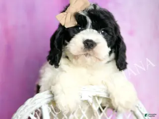 Cavapoo dogs Charlie Adorable F1 Champion Line Cavapoo - Ad 35