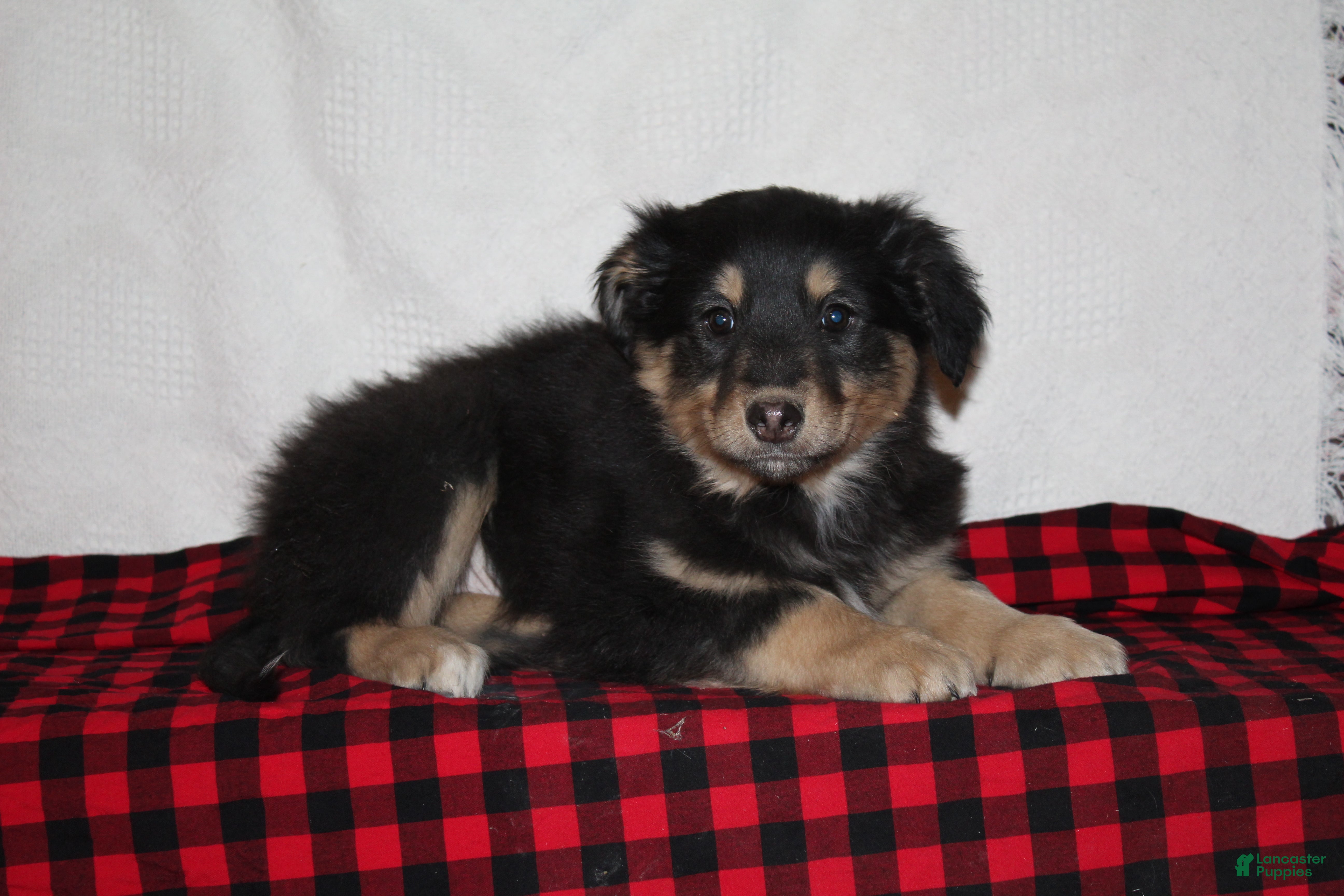 English Shepherd dogs Tahlia - Ad 6