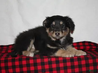 English Shepherd dogs Tahlia - Ad 6