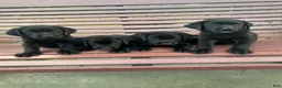 Labrador Retriever dogs for sale: Labrador Retriever 7 (green) - Ad 7