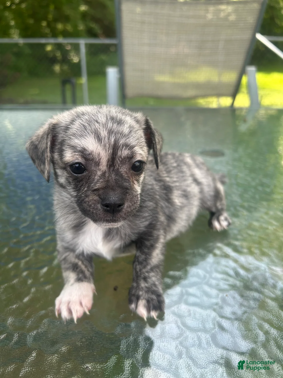 Mixed Breed dogs for sale: Max - Ad 2