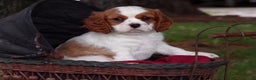 Cavalier King Charles Spaniel dogs for sale: Hugo - Ad 1