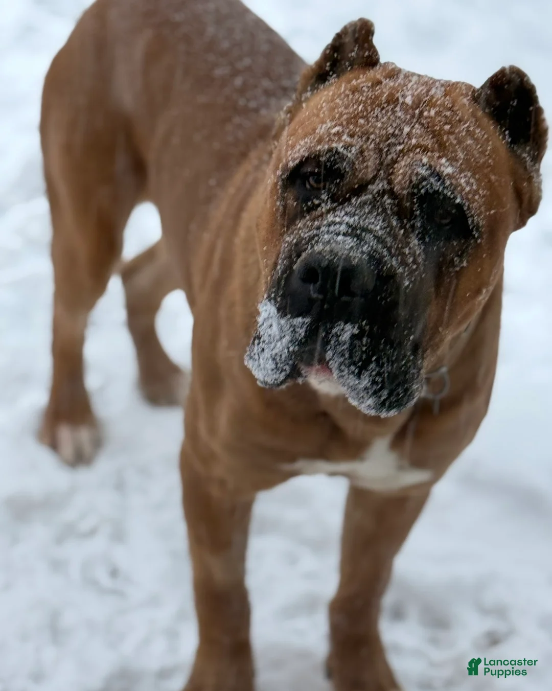 Cane Corso dogs for sale: Davina - Ad 11