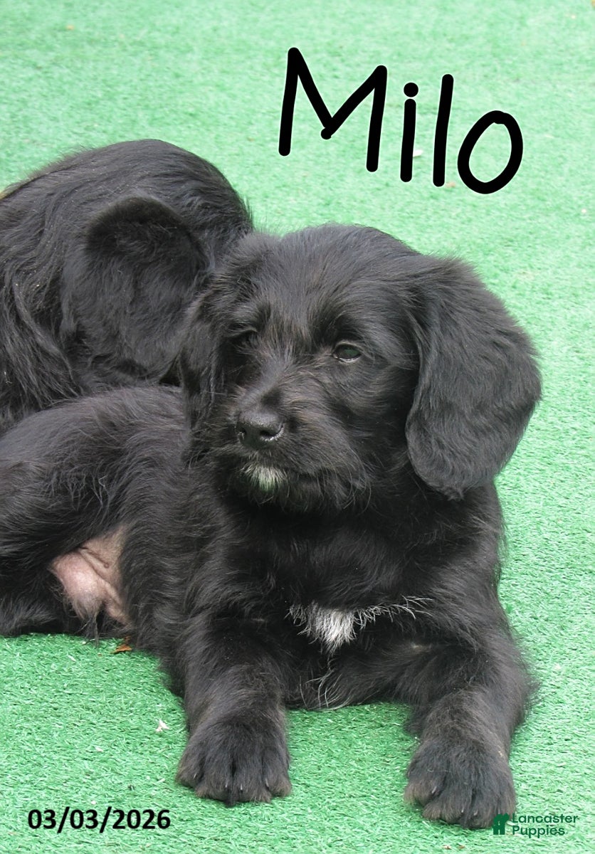 Labradoodle dogs Milo - Ad 1