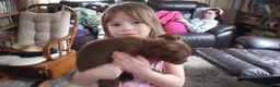 American Bully dogs for sale: Ariel Manning - Ad 3