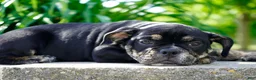 English Bulldog dogs for sale: Eleanor Female  - Ad 4