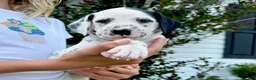 Dalmatian dogs for sale: Lilac - Ad 3